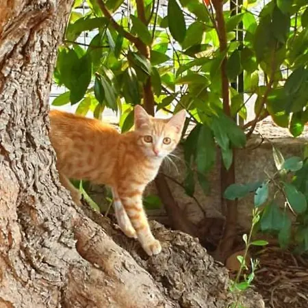 Pietra D'angolo Daire *